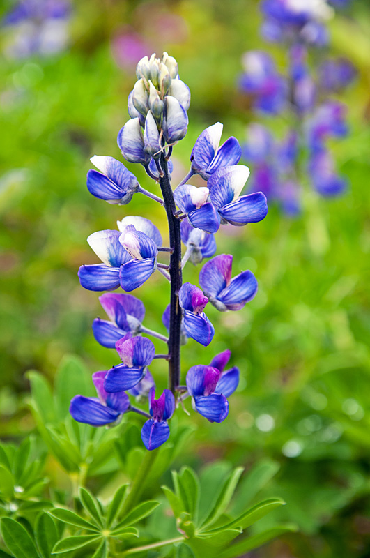 Blue flowers