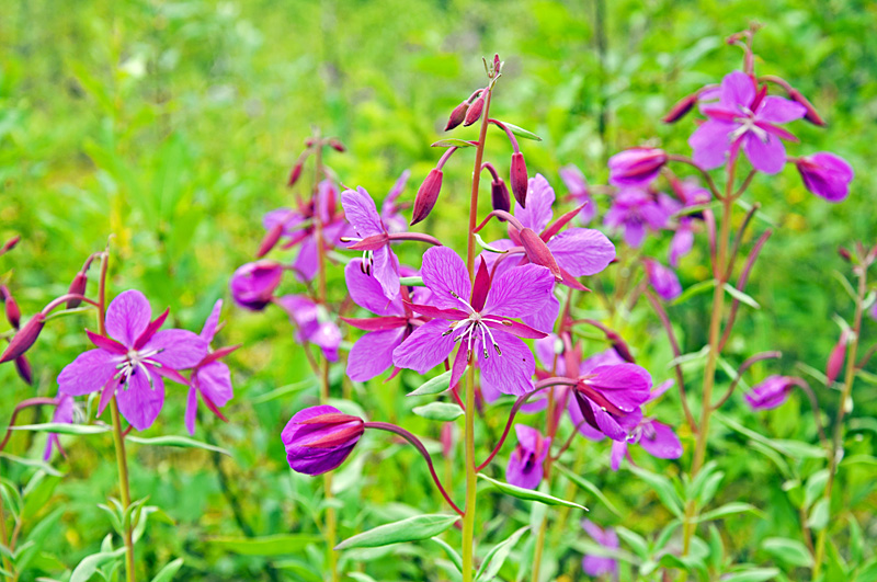 Pink flowers