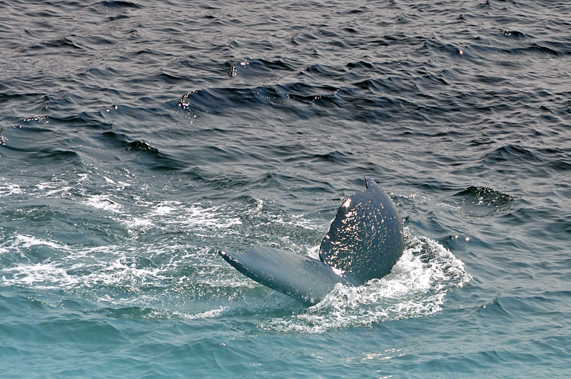 Whale Tail