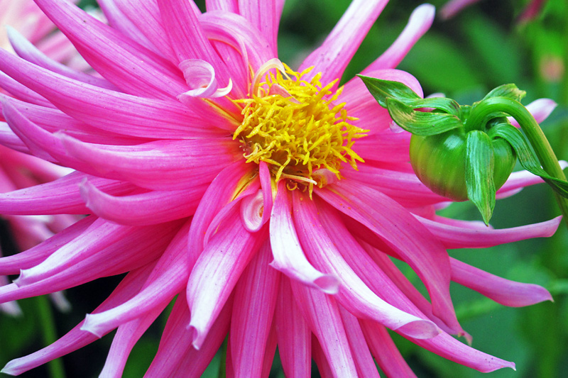 High contrast flower