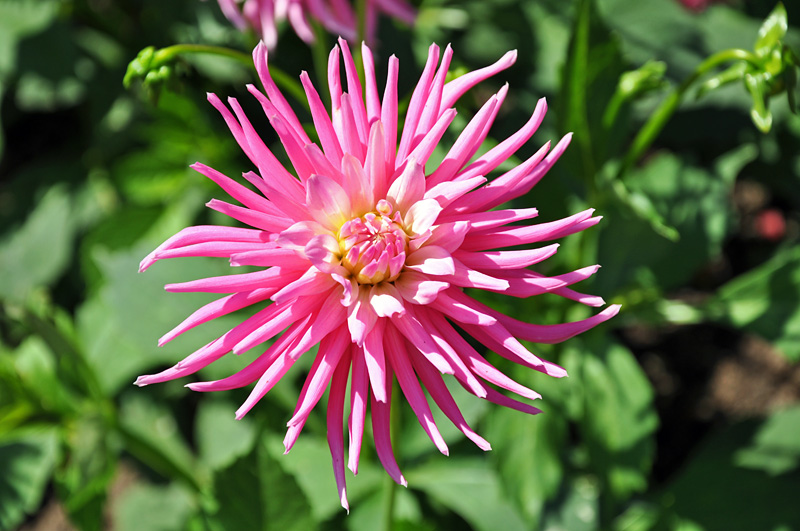 Pink flower