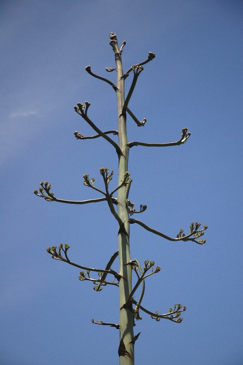 Cabrillo_NM_tree.jpg