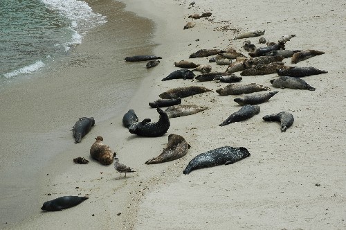 Seal_Beach.jpg