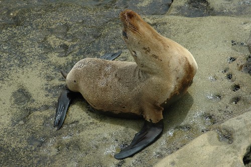 Sunning_Seal.jpg