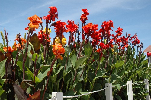 California_Flowers.jpg