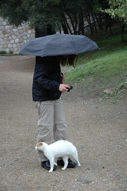 Like_most_stray_cats_in_Greece_he_is_well_fed_and_just_wants_some_attention.jpg