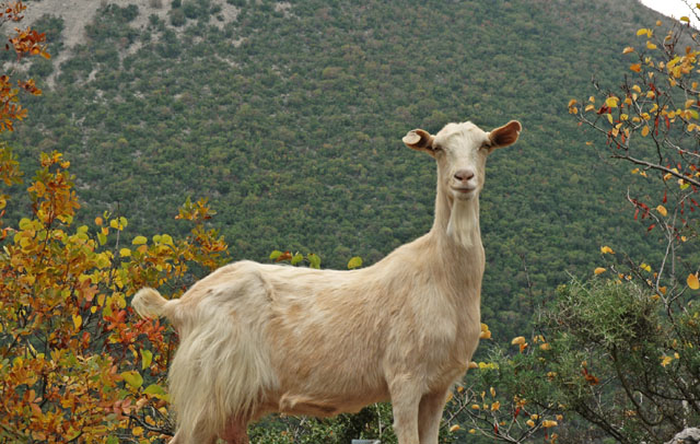 Wild_mountain_goat_we_saw_while_driving.jpg