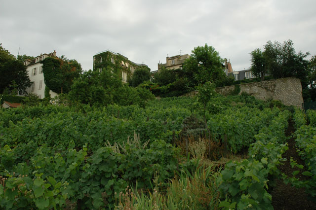 A_vineyard_still_exists_in_Montmartre.jpg