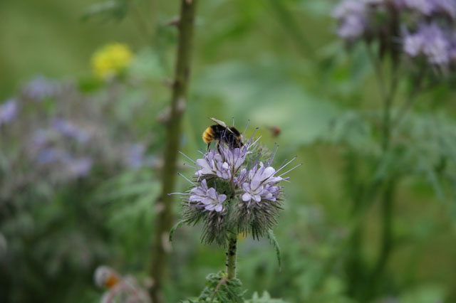 Bee_on_the_flower.jpg