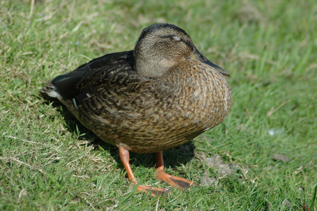 Duck.jpg