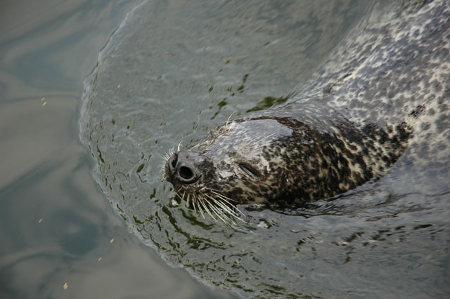 Seals_at_Skansen.jpg