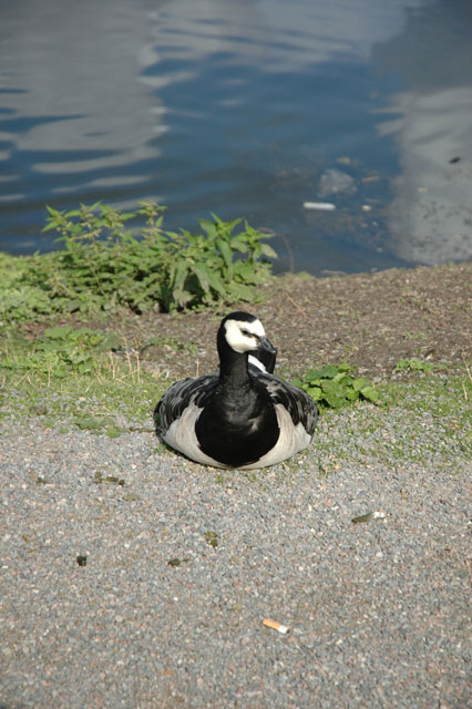 Some_kind_of_Goose.jpg