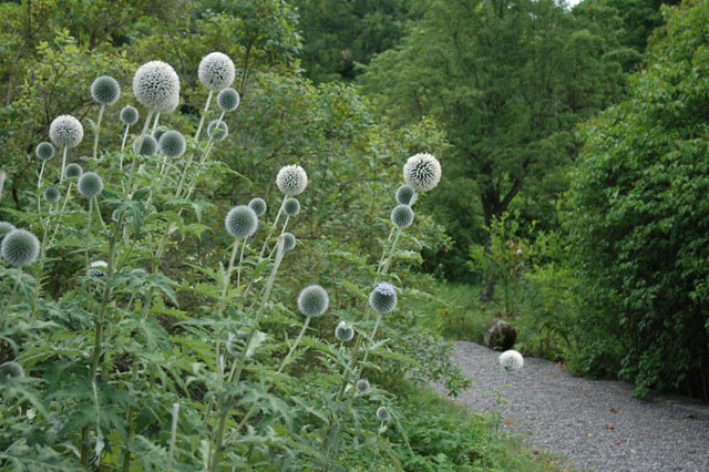 Some_wierd_looking_bulb_flowers.jpg