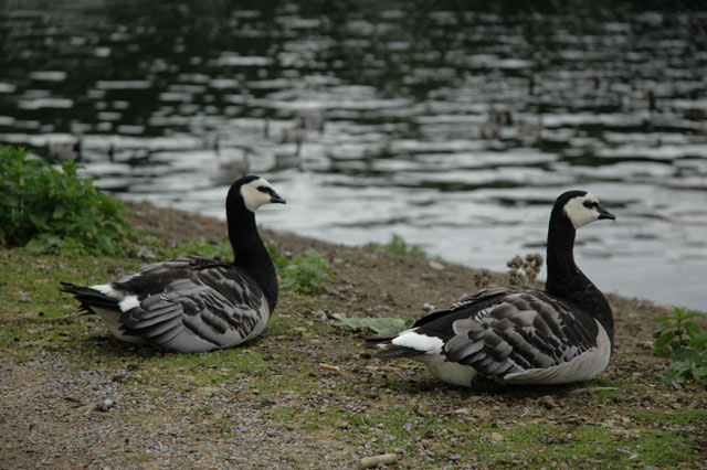 Some_wierd_looking_geese_up_here.jpg