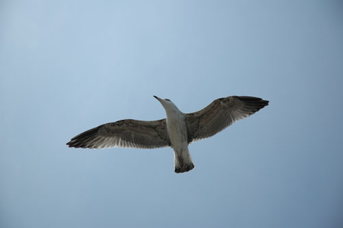 Sea_gull_checking_out_the_scene.jpg