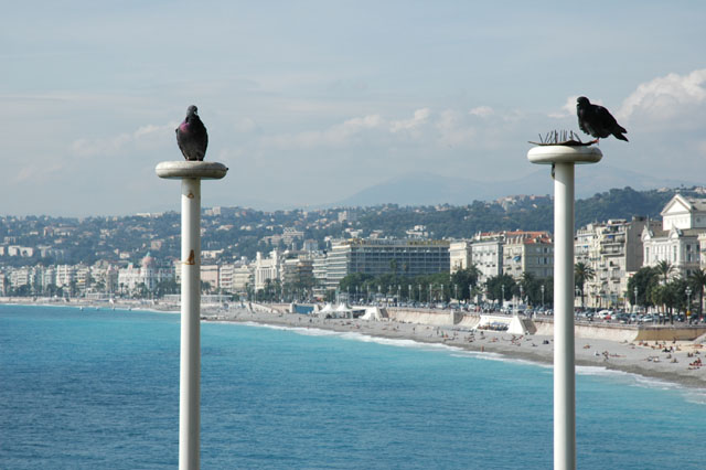 Birds_at_the_beach.jpg