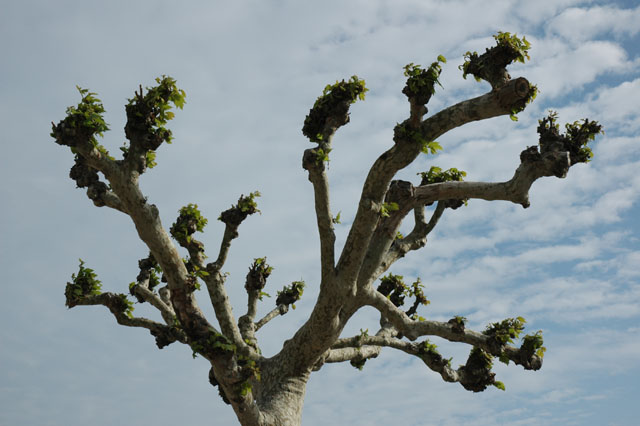 Mediterranian_tree.jpg