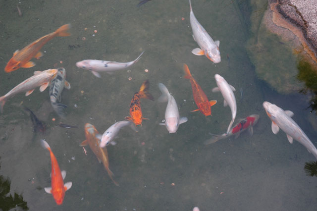 Carp_in_the_Chinese_garden.jpg