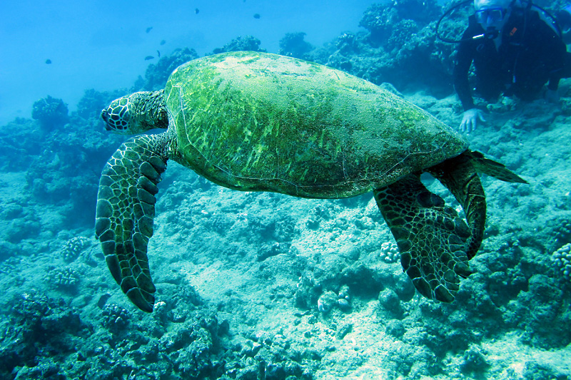 A cool sea turtle I saw, he was missing a flipper on his right side.jpg