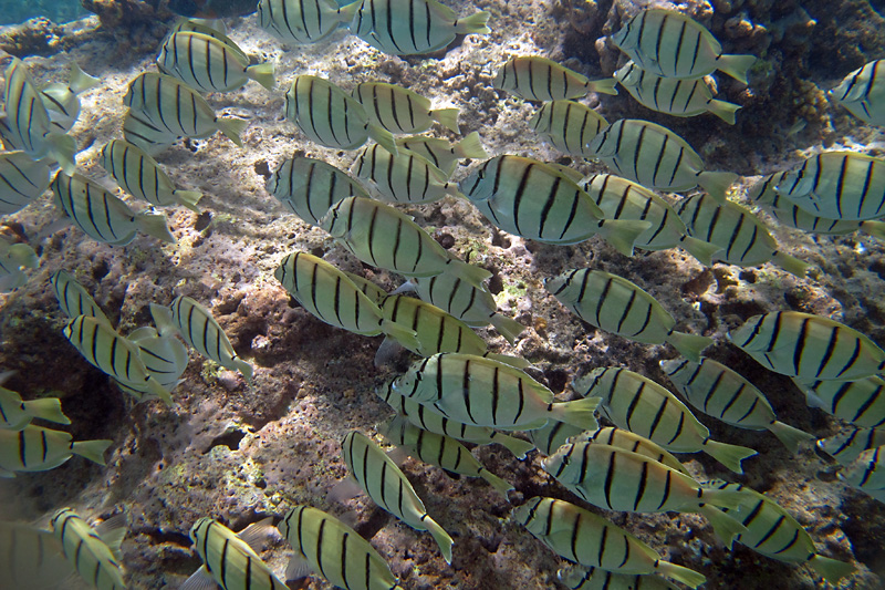 A school of fish in Hanauma Bay.jpg