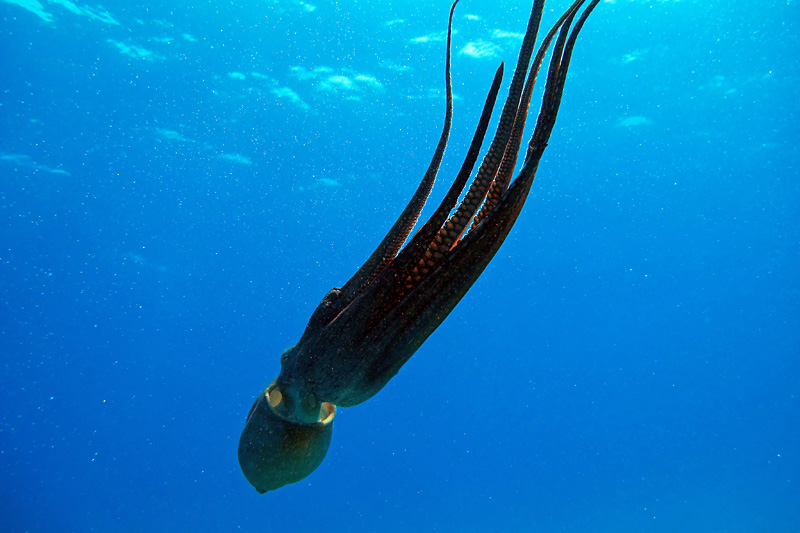 An octopus I saw scuba diving.jpg