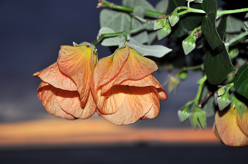 An orange flower with an orange sunset.jpg