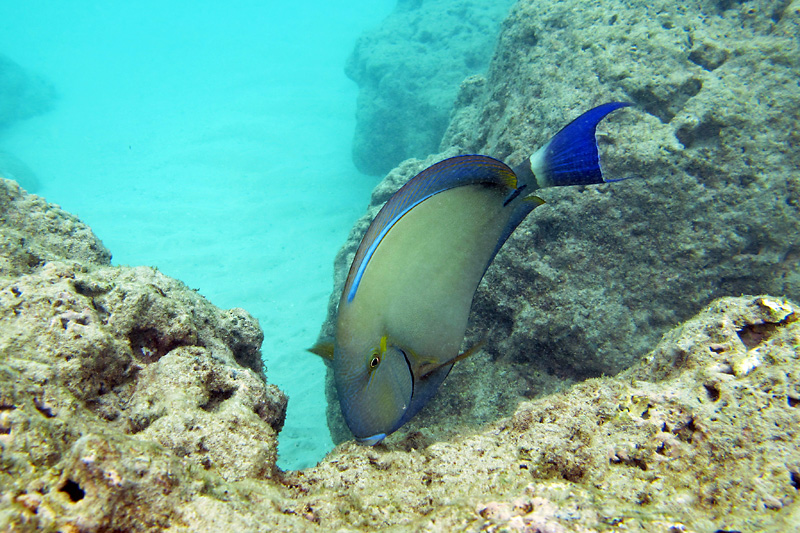 Another brilliant fish in Hanauma Bay.jpg