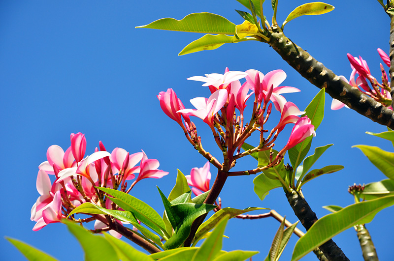 Beautiful flowers at the bottom of Diamondhead Crater.jpg