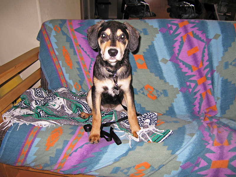 After his first bath, which he did not like.jpg