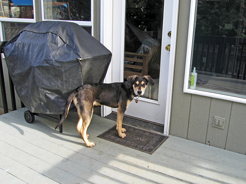 Let me in, I won't poop on the floor again.jpg