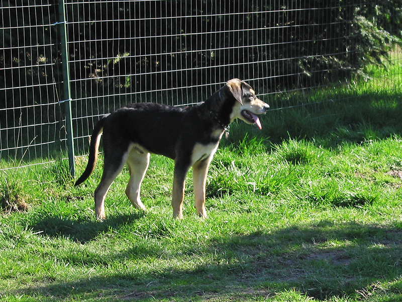 Mulder at another dog park.jpg