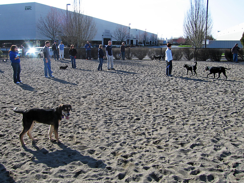 Mulder explores the dog park.jpg