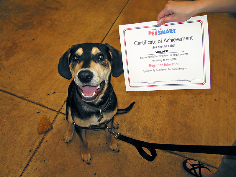 Mulder graduates from puppy training.jpg