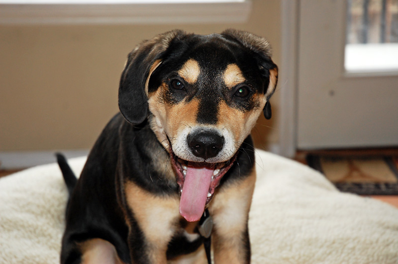 Puppy yawn.jpg