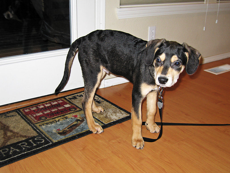 We had to leash him to the couch to keep him out of trouble.jpg