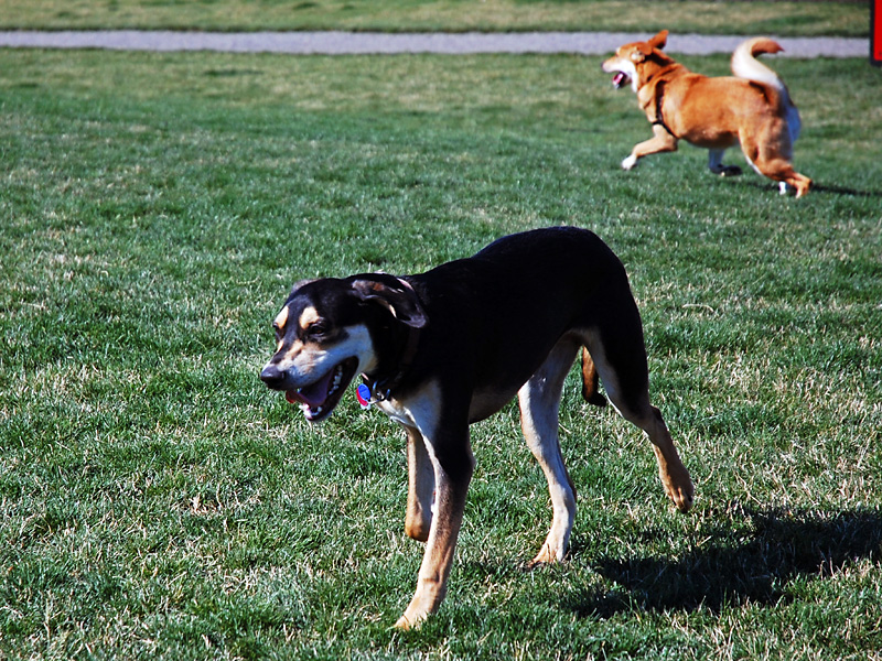 Dog Park Fun.jpg