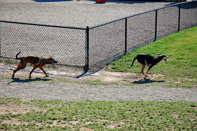 Fun at the Dogpark.jpg