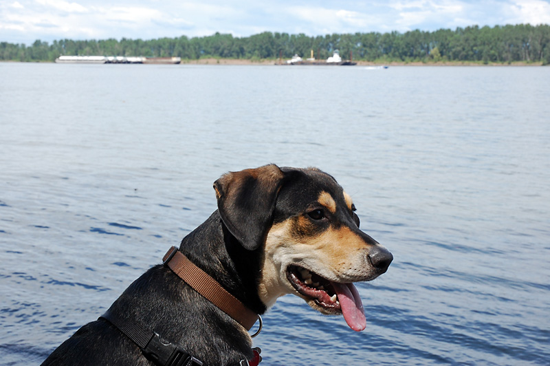 Mulder looks out at the river.jpg