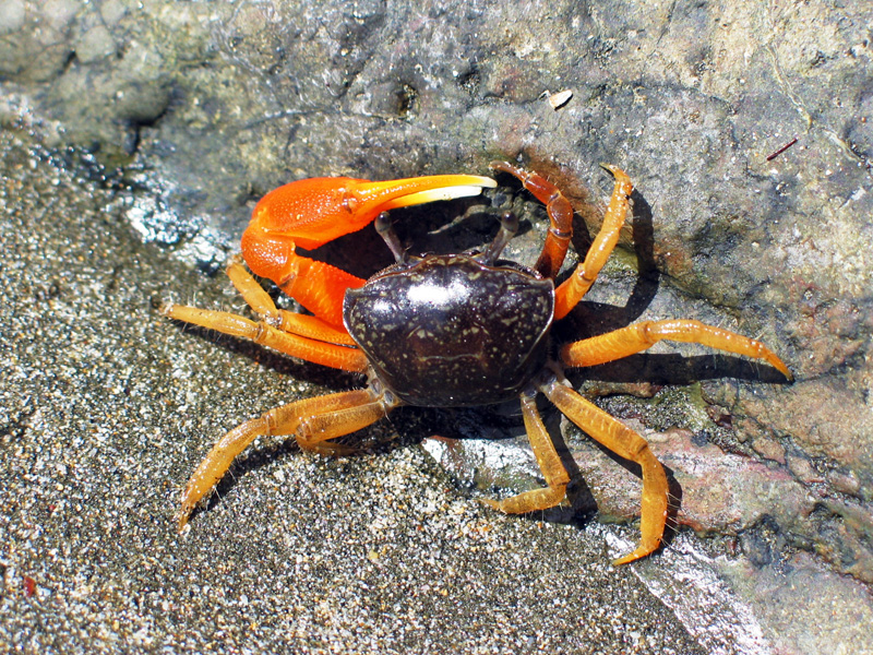 crab