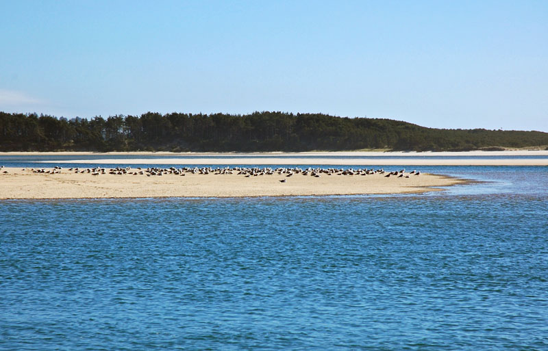 Birds sitting like ducks.jpg