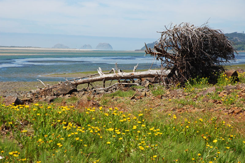 Fallen Tree near Tillamook Bay.jpg