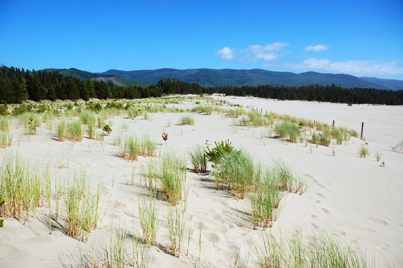 Sand Lake Dunes.jpg