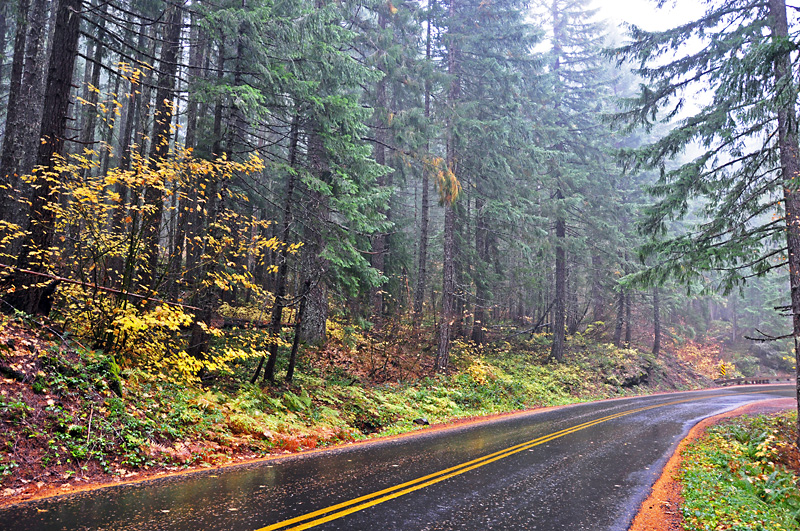 Fall colors on the Mckenzie Hwy1.jpg