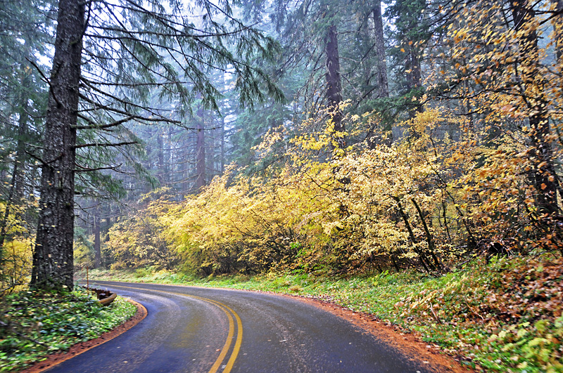 Fall colors on the Mckenzie Hwy2.jpg