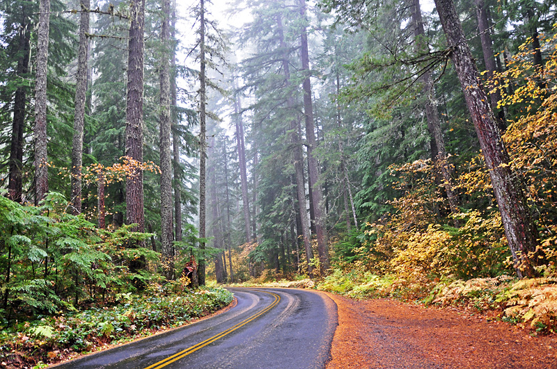 Fall colors on the Mckenzie Hwy3.jpg