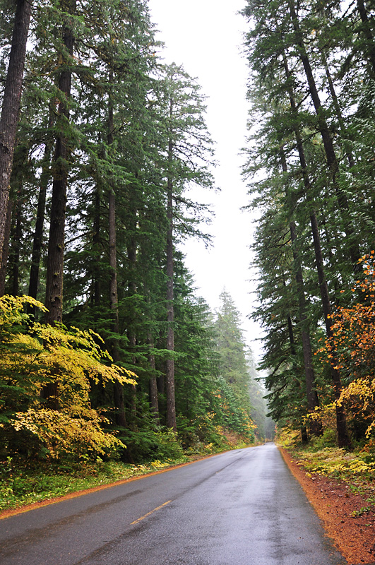 Fall colors on the Mckenzie Hwy35.jpg