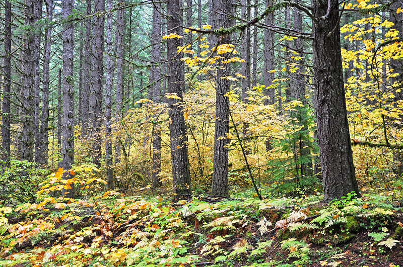 Fall colors on the Mckenzie Hwy4.jpg