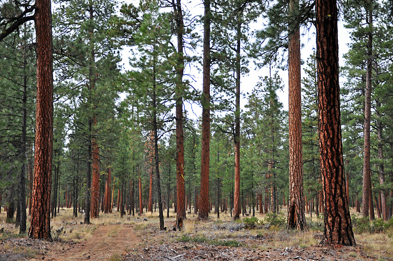 More Ponderosa Pines.jpg