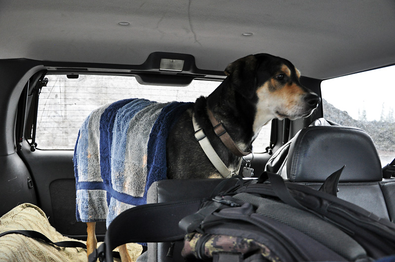 Mulder dries off after hiking in the rain.jpg