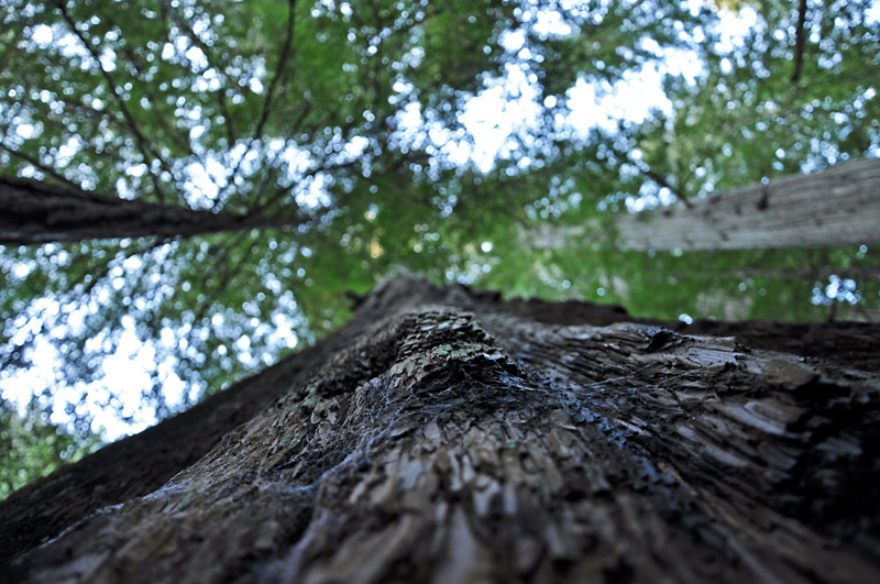 A big redwood